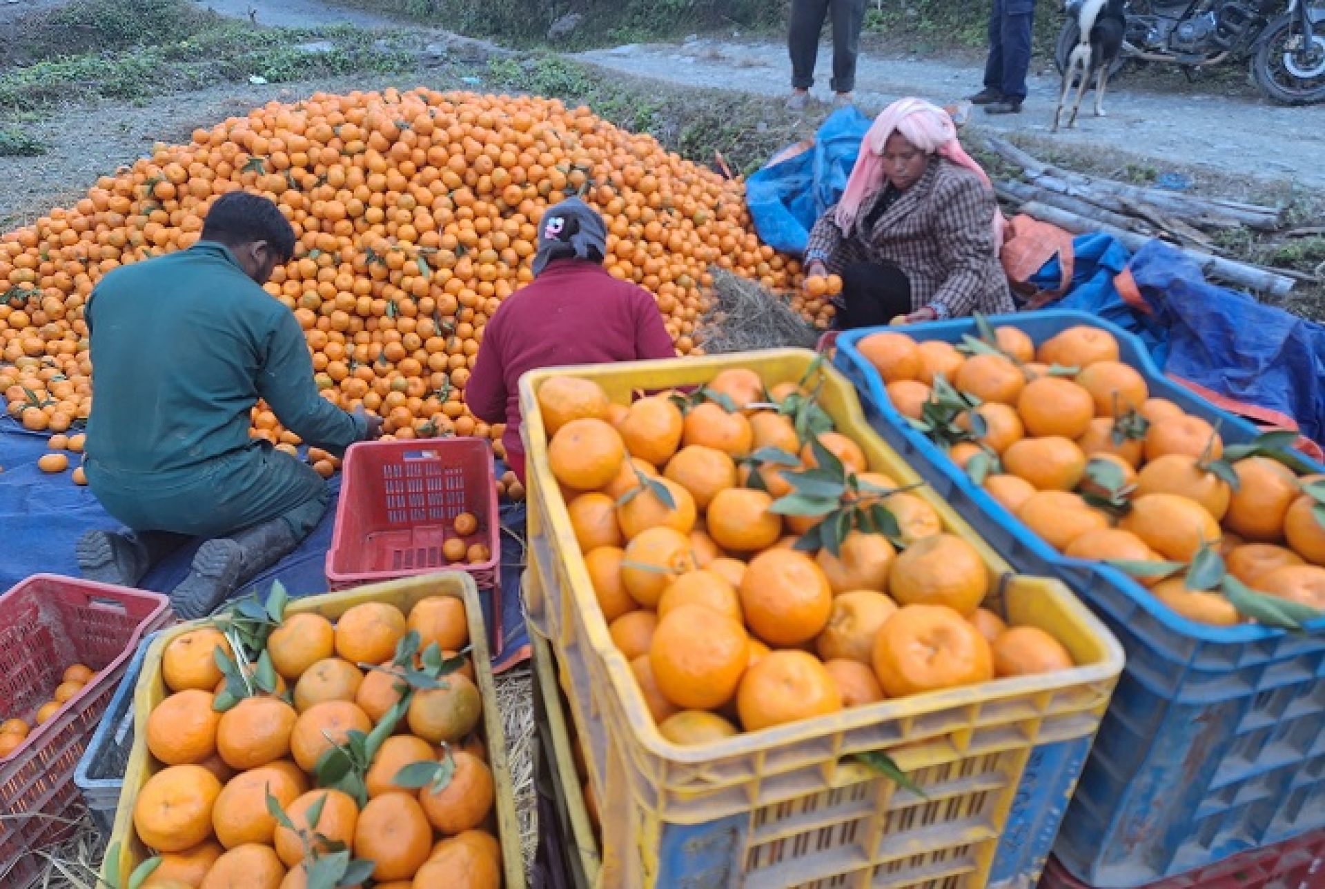 नवलपरासी पूर्वमा फल्यो करिब नौ करोडको सुन्तला 
